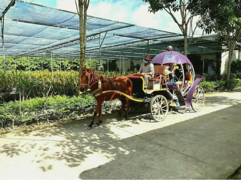 Địa điểm du lịch miền Tây vườn trái cây Mỹ Khánh xanh mát và đa dạng hoạt động trải nghiệm