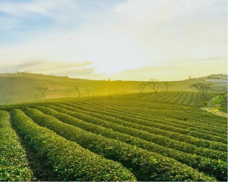 Đồi chè Cầu Đất Farm xanh mướt