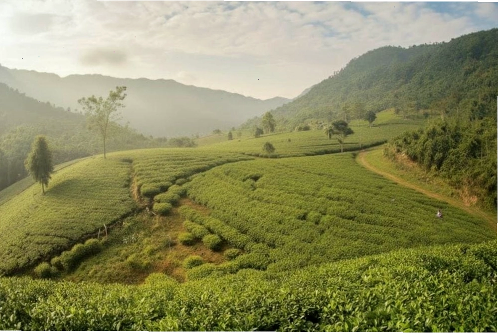 Đồi chè Tân Cương xanh mướt