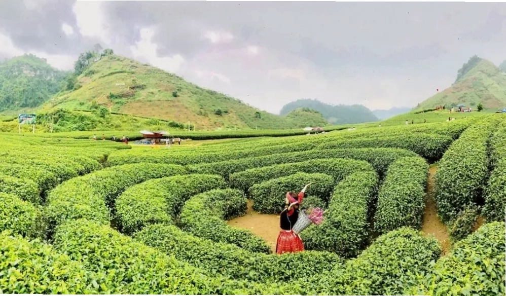 Đồi chè Trái Tim với hình dáng lãng mạn giữa cao nguyên Mộc Châu
