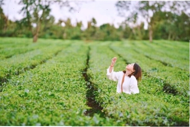 Đồi chè xanh mướt tại Gia Lai