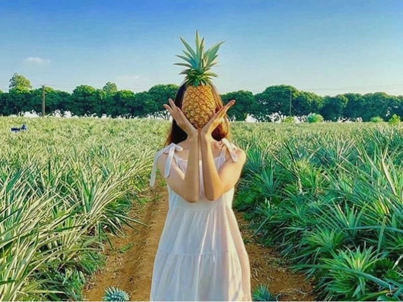 Đồi dứa Bảo Sơn xanh mướt với những luống dứa thẳng tắp