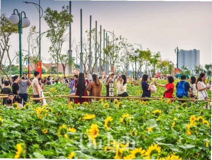 Du khách check-in vườn hoa hướng dương bung nở khoe sắc