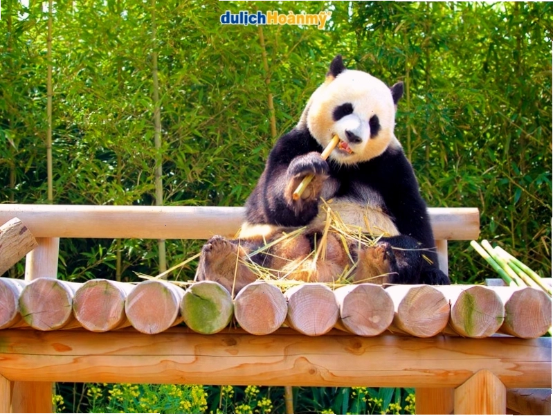 Gấu trúc đáng yêu tại Panda World, Everland