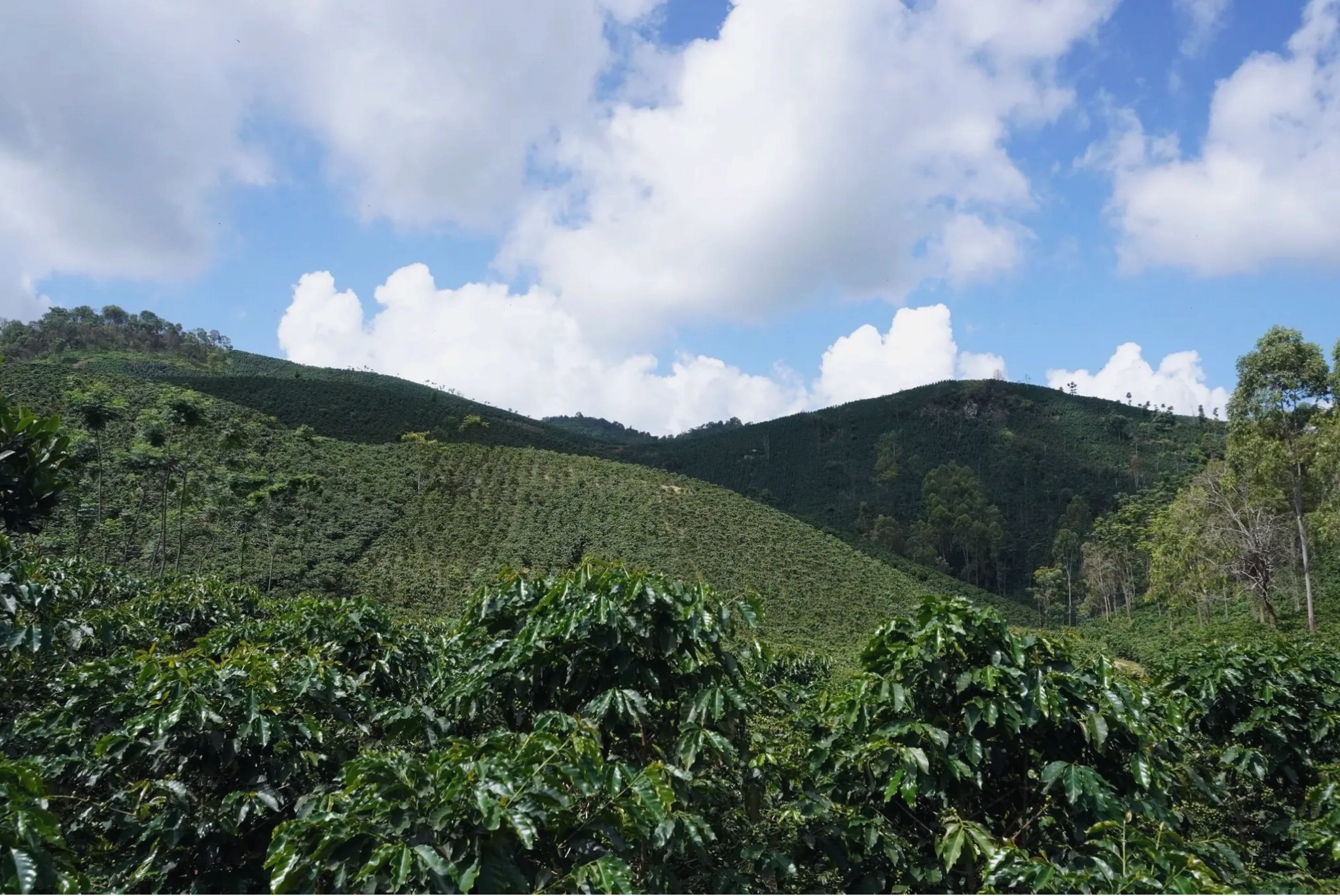 Giống cà phê Chè Tha1 - Arabica Sơn La