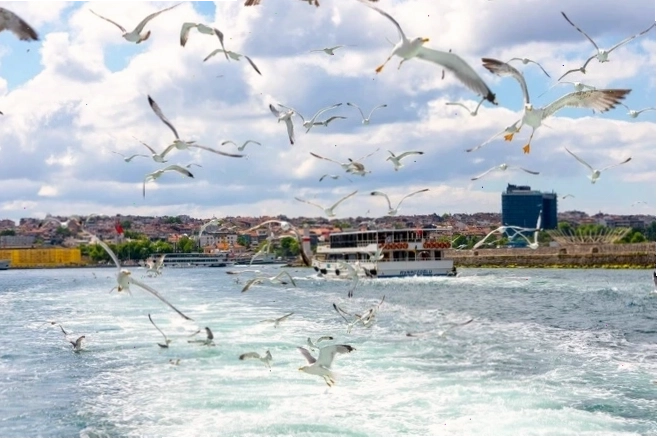 Hải âu bay lượn trên bầu trời eo biển Bosphorus