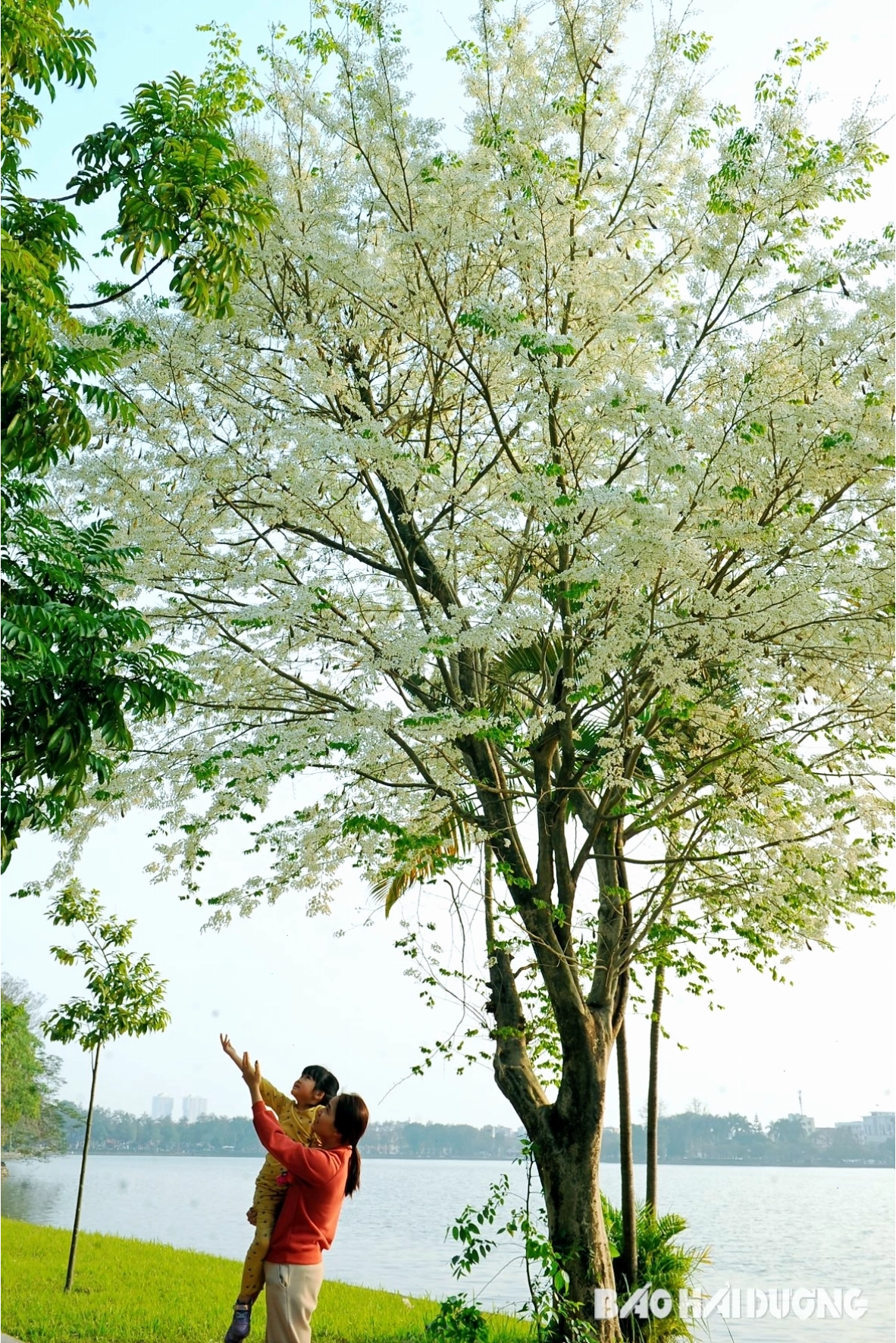 Hàng cây xanh mát bao quanh hồ Bạch Đằng tạo bóng râm dễ chịu