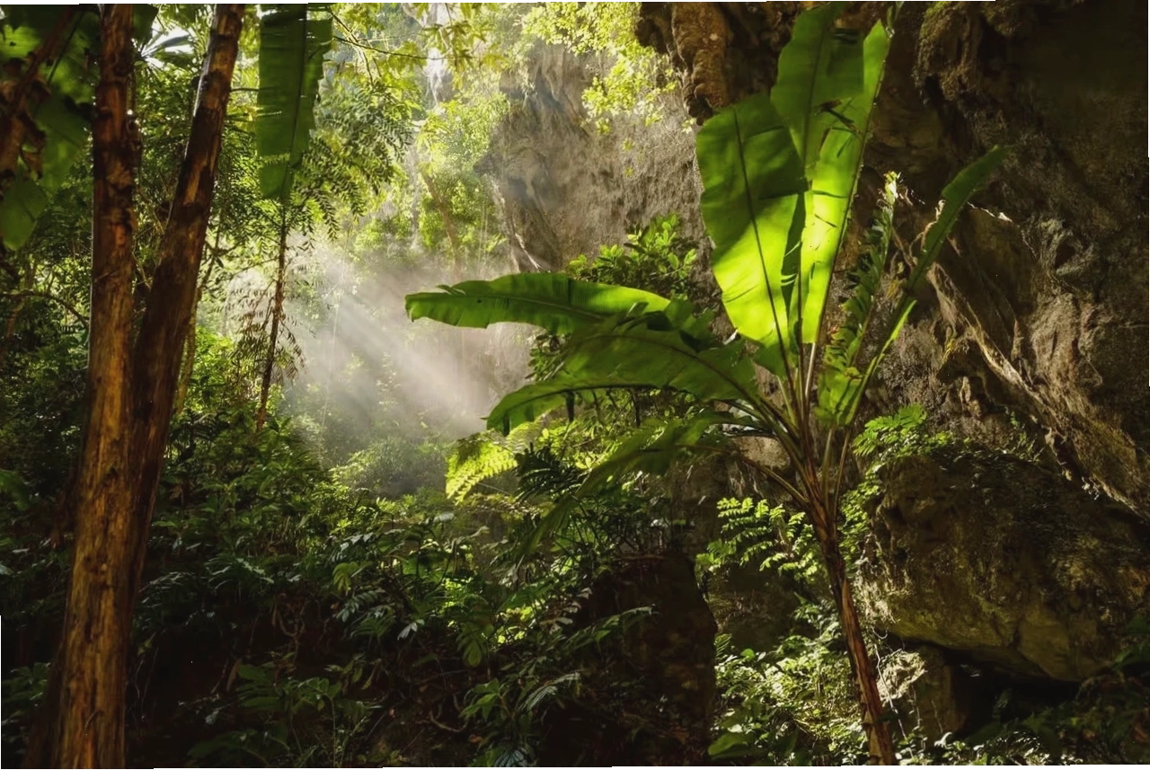 Hang động Sơn Đoòng với rừng mưa nhiệt đới