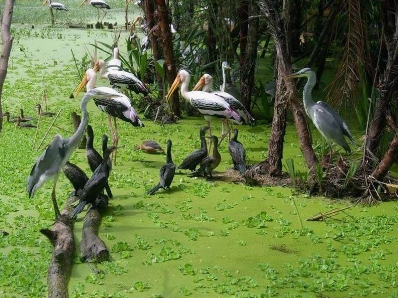 Hàng ngàn chú chim tại Sân chim Ngọc Hiển