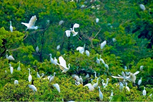 Hàng ngàn chú cò bay lượn trên bầu trời tại Vườn cò Hải Lựu