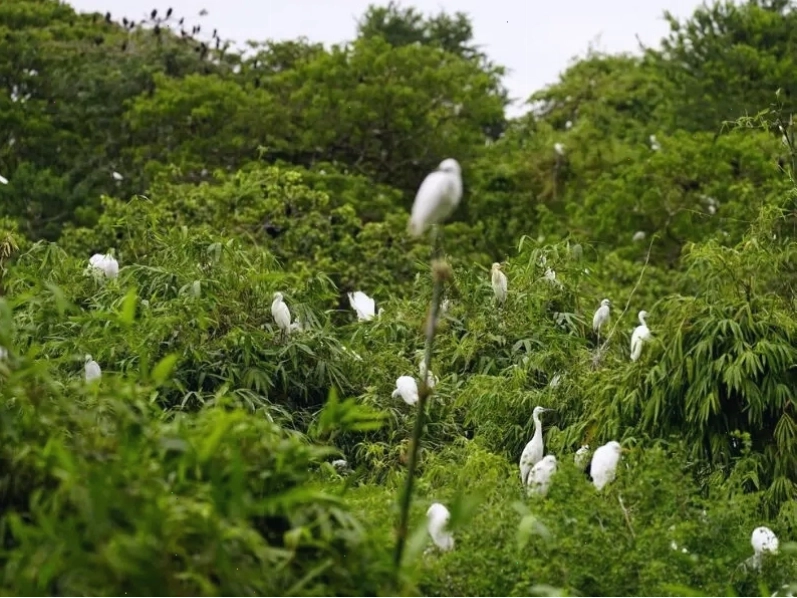 Hàng ngàn con cò làm tổ tại Vườn cò Bằng Lăng Cần Thơ