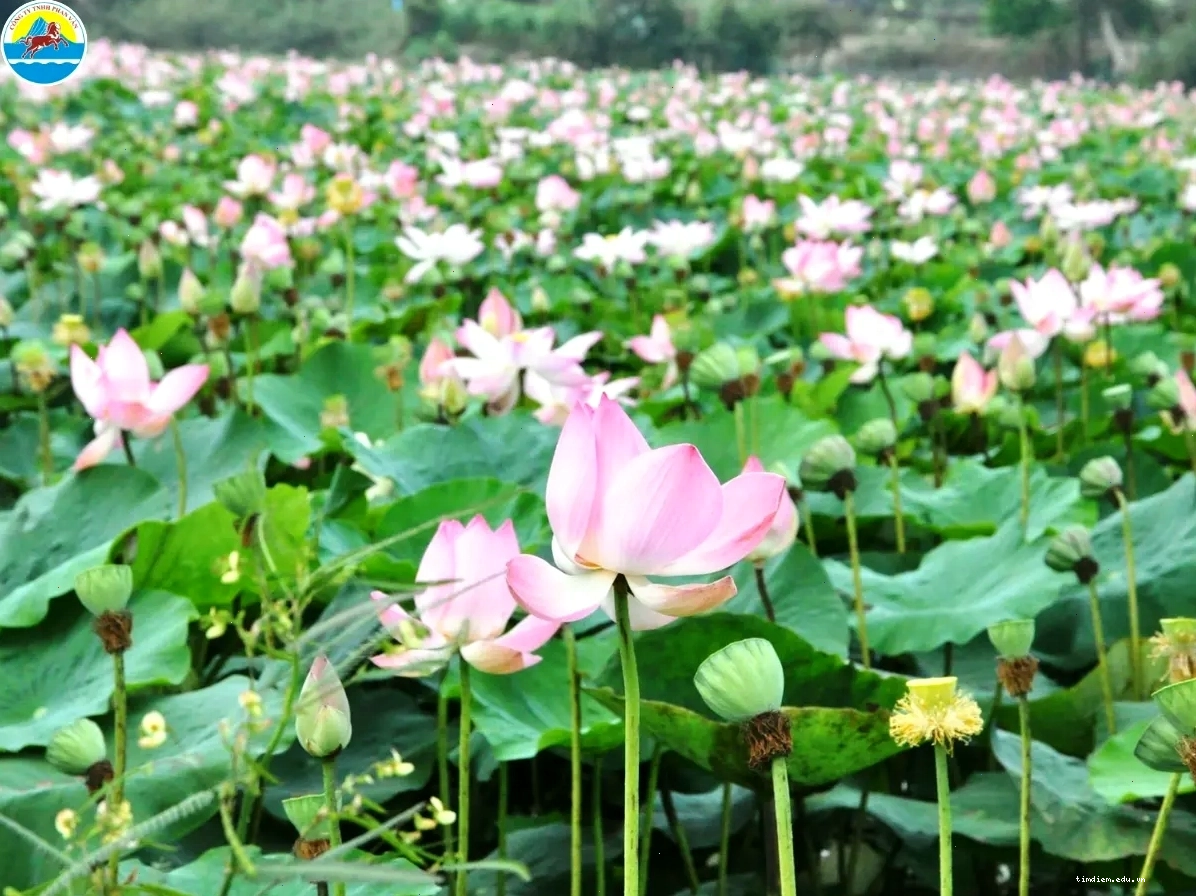 Hệ sinh thái đa dạng tại Khu Bảo Tồn Đất Ngập Nước Láng Sen