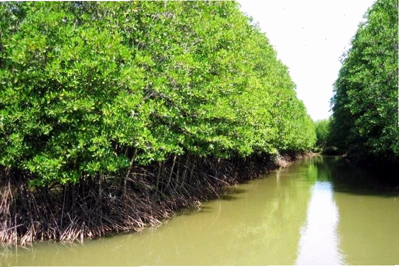 Hệ sinh thái rừng đước Năm Căn hùng vĩ