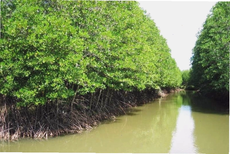 Hệ sinh thái Rừng đước Năm Căn