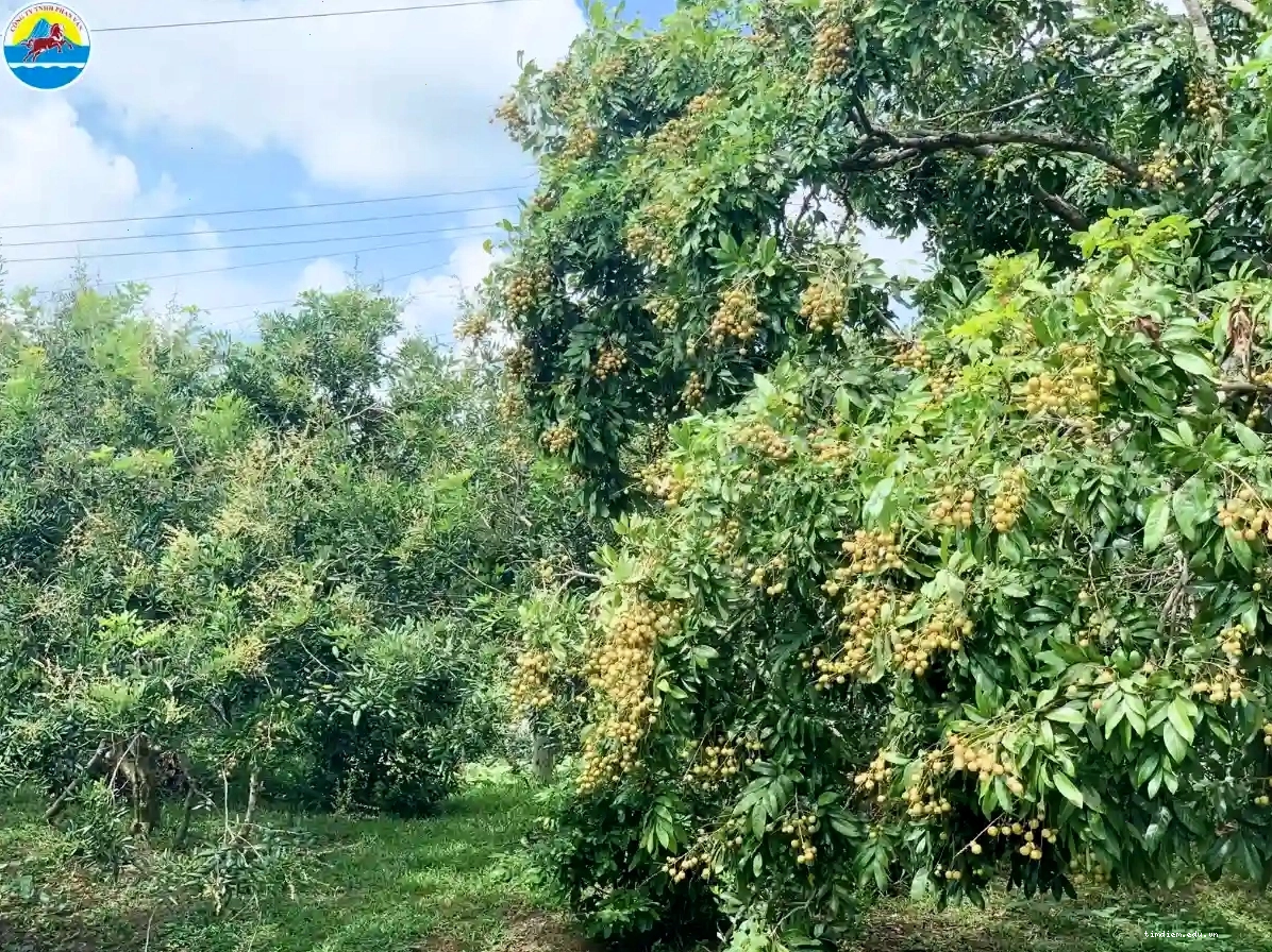 Hiện vật trưng bày bên trong Bảo tàng Khmer
