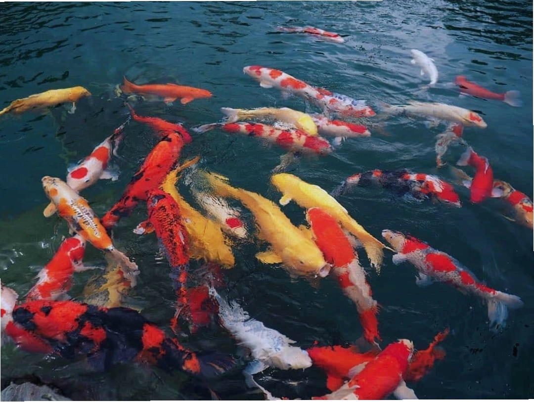 Hồ cá koi lớn với nhiều màu sắc tại RinRin Park