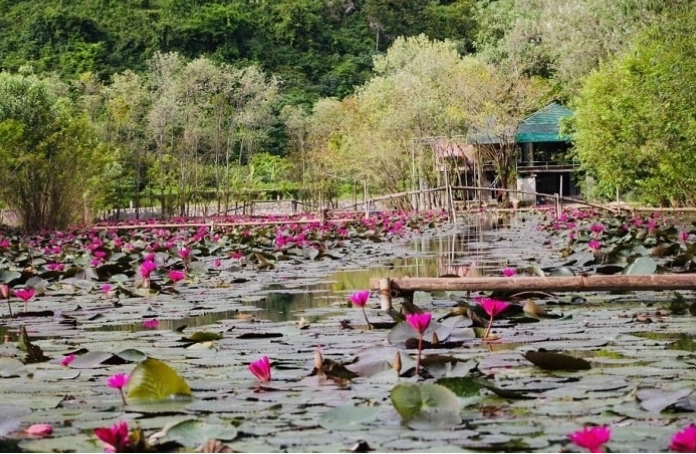 Hoa súng hồng rực rỡ nở dọc hai bên bờ Suối Yến