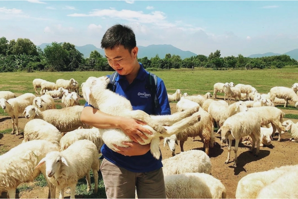 Hoạt động cho cừu ăn tại Đồng Cừu Suối Nghệ