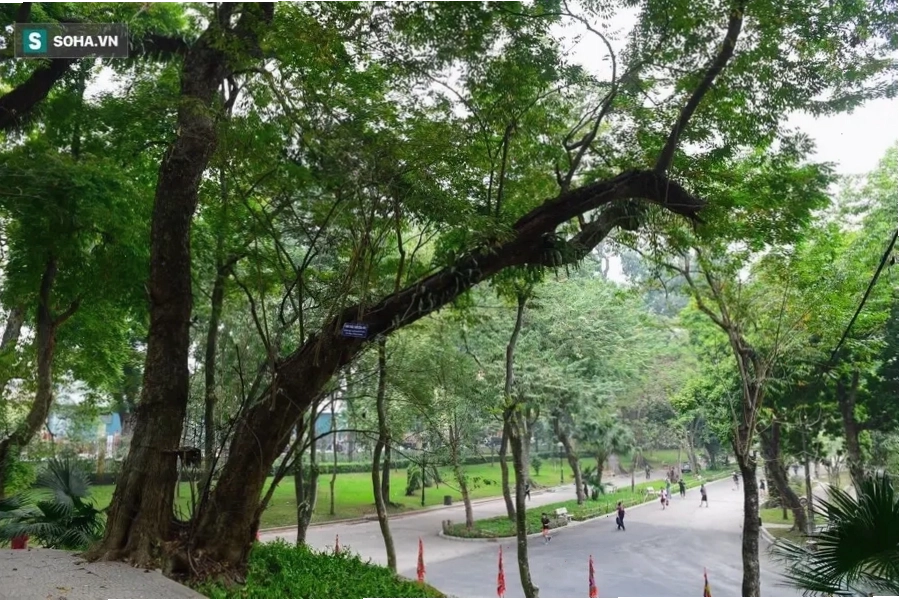 Hoạt động dã ngoại cuối tuần tại Vườn Bách Thảo Hà Nội