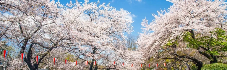 Khám phá Công viên Ueno Tokyo điểm đến lý tưởng cho mọi mùa