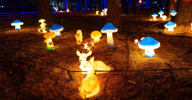 Khám Phá Delight Park Đà Lạt: Công Viên Ánh Sáng Nghệ Thuật Độc Đáo