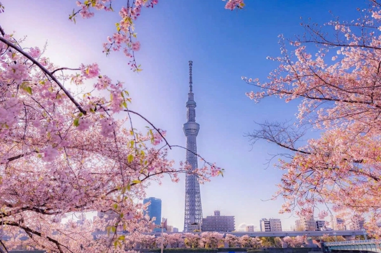 Khám Phá Sakura Park: Ốc Đảo Xanh Mát Giữa Lòng Sài Gòn