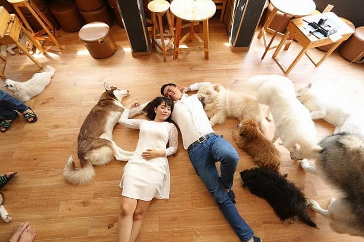 Khám Phá Top Quán Cafe Mèo Sài Gòn: Thiên Đường Cho Người Yêu Thú Cưng