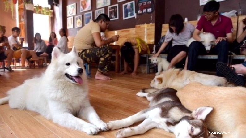 Không gian ấm cúng tại Pet Ideal Cafe
