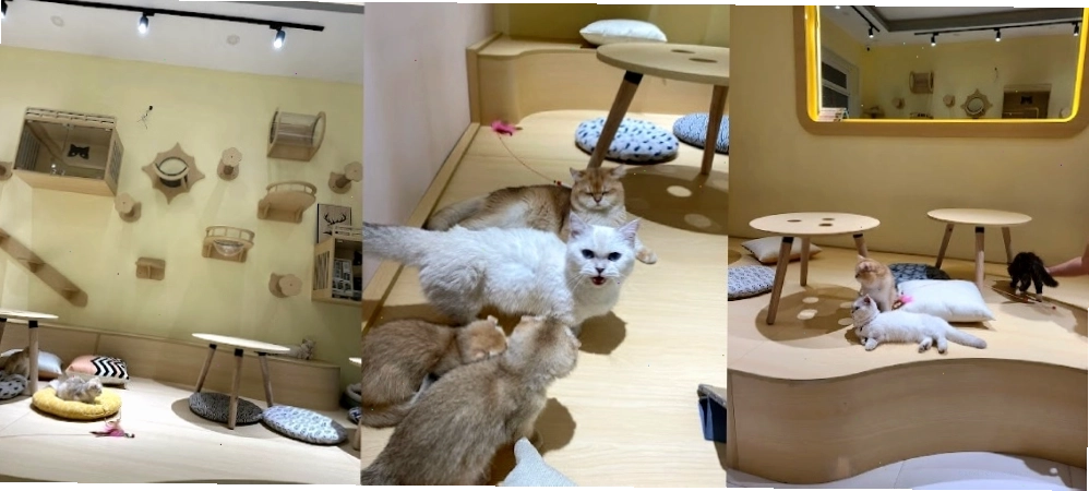 Không gian ấm cúng tại The Cat House Coffee
