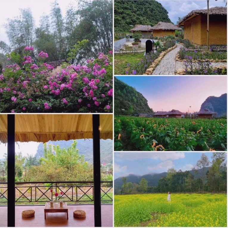 Không gian homestay mát mẻ quanh năm với thung lũng hoa rực rỡ
