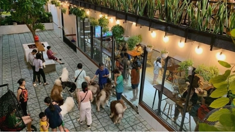 Không gian thư giãn tại I Care Pet Coffee & Tea