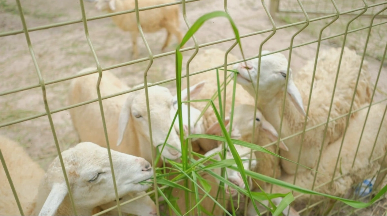 Khu Mini Zoo với nhiều loài động vật thu hút trẻ nhỏ