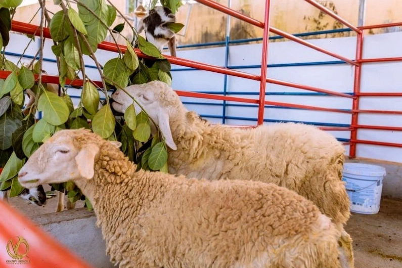 Khu vui chơi sáng tạo tại Glory Farm