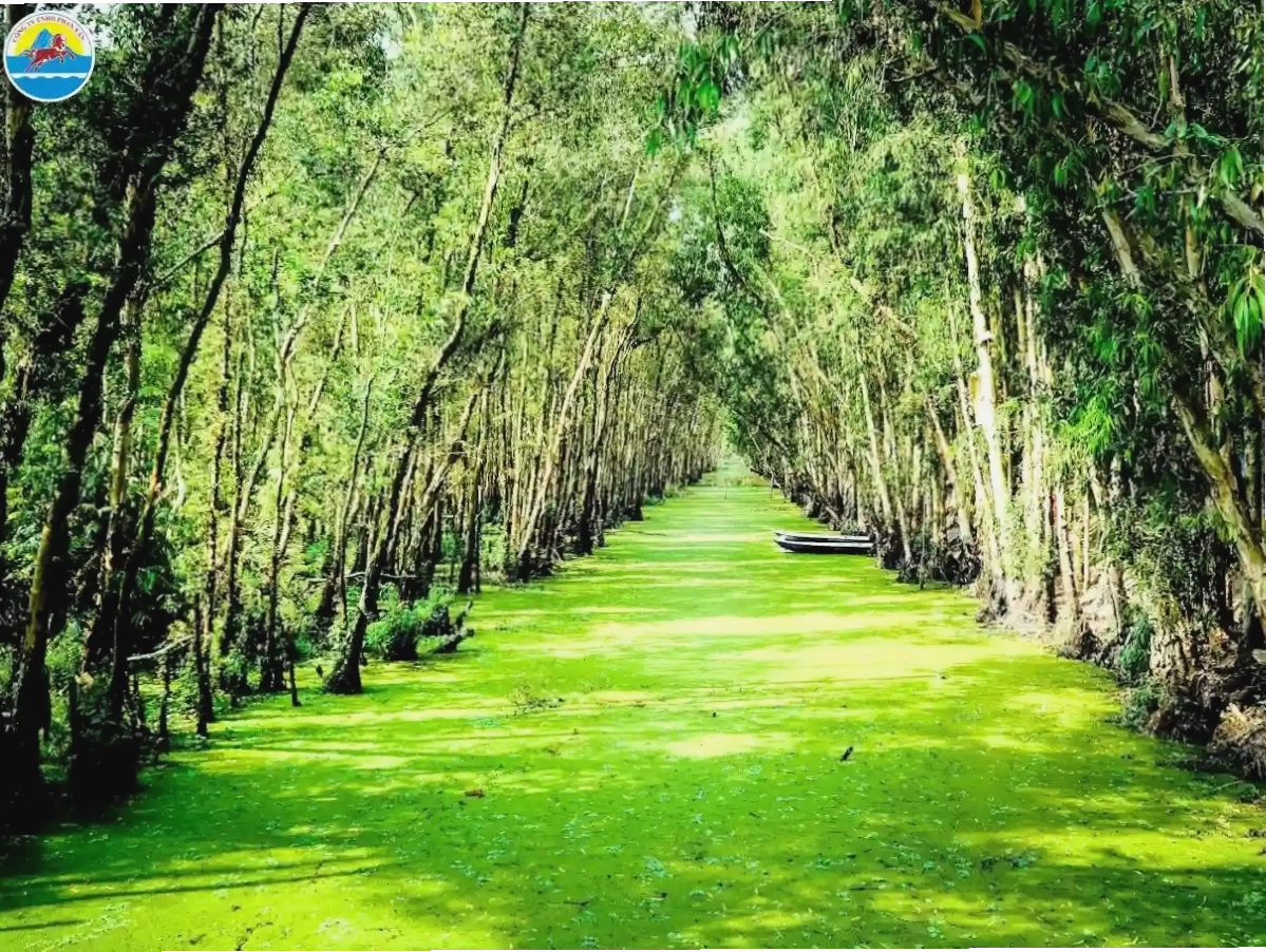 Khung cảnh nên thơ tại Rừng Tràm Trà Sư, An Giang