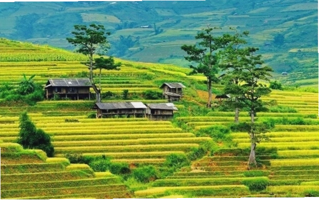 Khung cảnh ruộng bậc thang Mù Cang Chải hùng vĩ