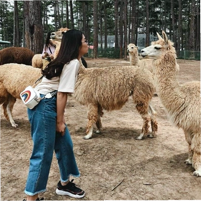 Khung cảnh thân thiện tại vườn thú ZooDoo Đà Lạt
