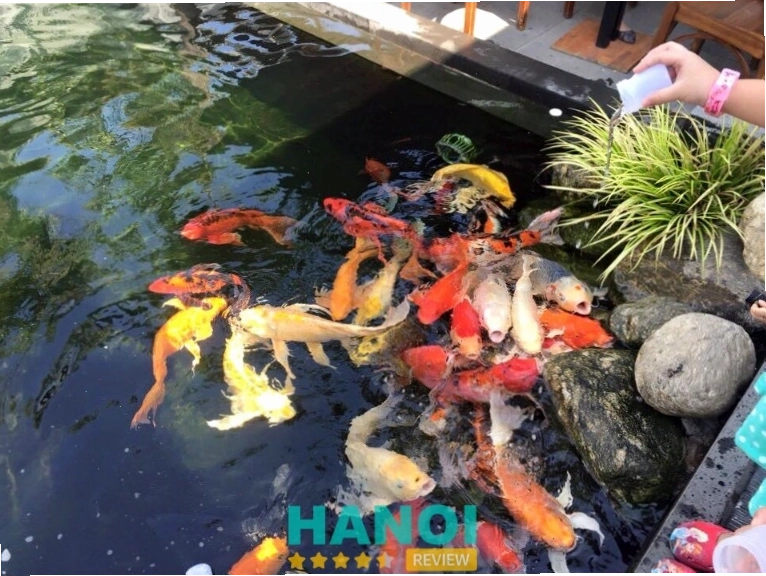 Koi Cafe & Showroom, Hà Nội - Hồ cá koi nổi bật, không gian thoáng đãng