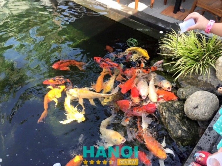 Koi Cafe & Showroom với hồ cá Koi và không gian trưng bày