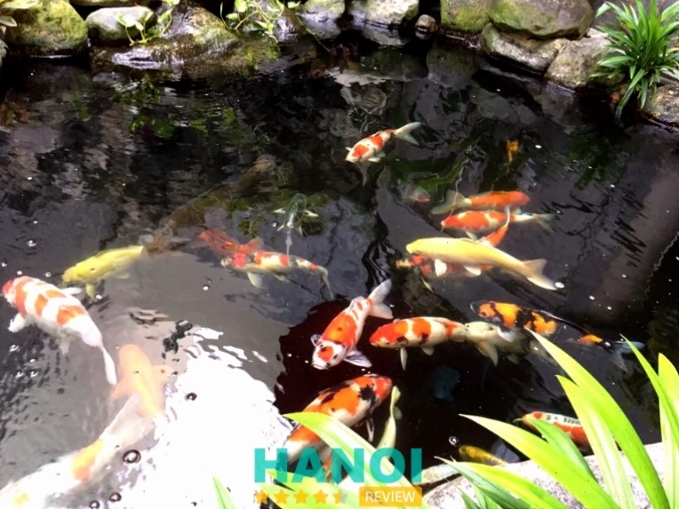 Koi Coffee, Hà Nội - Quán cafe cá koi với không gian đẹp