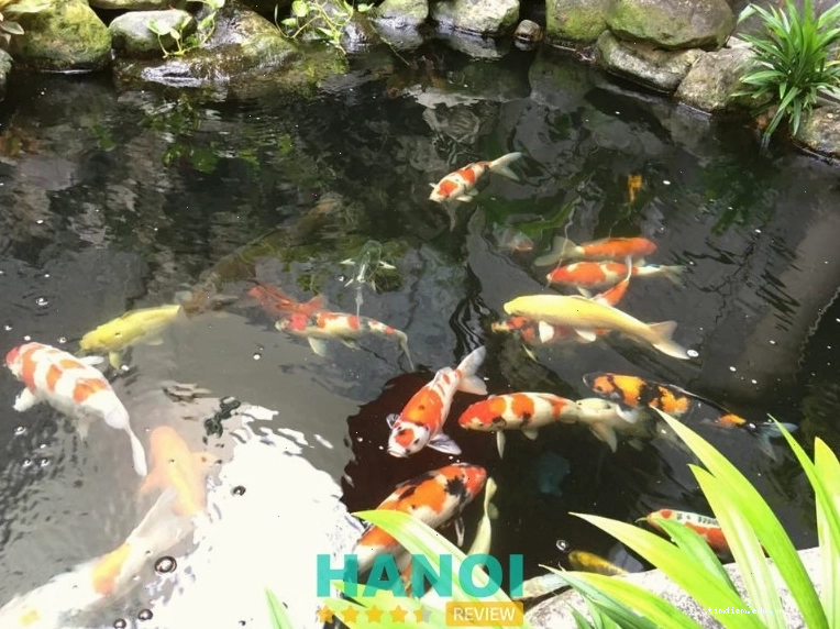 Koi Coffee với hồ cá Koi