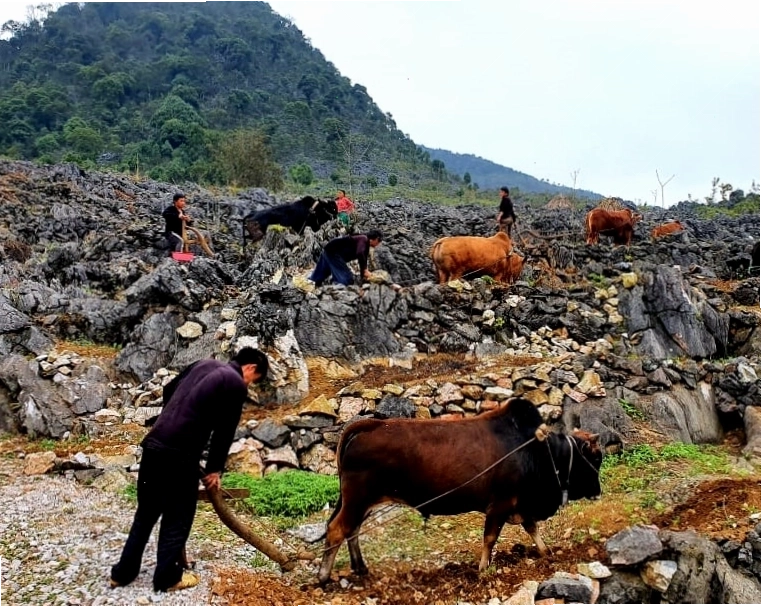 Kỹ thuật canh tác trên hốc đá