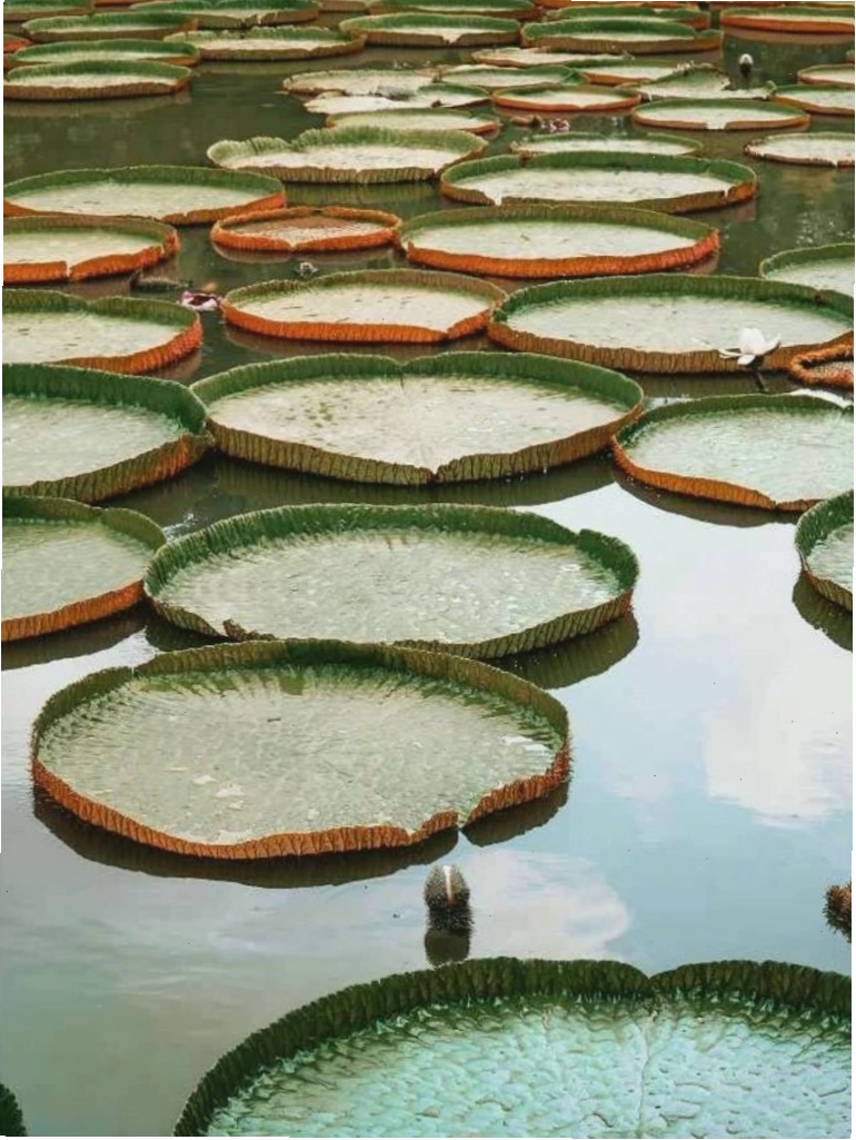 Lá sen vua khổng lồ tại Đồng Tháp