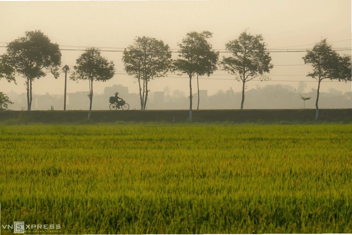 Làng rau Trà Quế - nơi trồng nhiều loại rau sạch