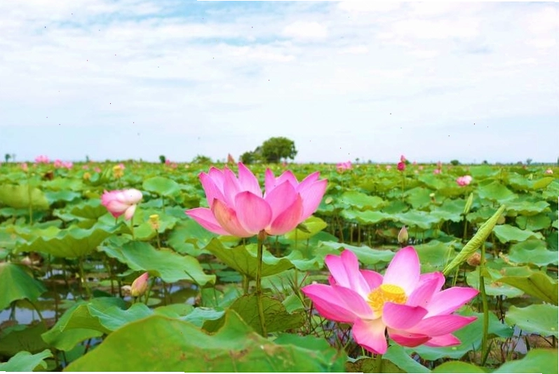 Làng Sen quê Bác - Nơi ghi dấu tuổi thơ của Chủ tịch Hồ Chí Minh