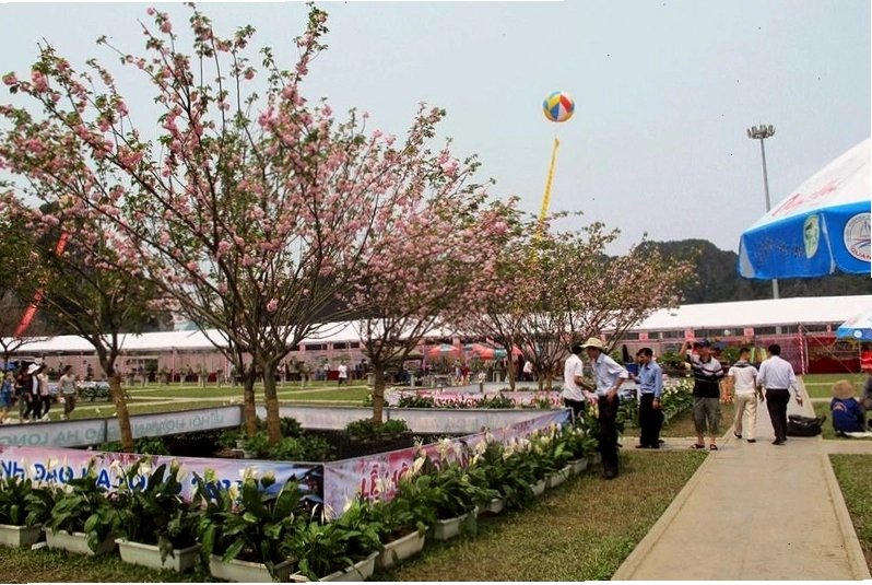 Lễ hội hoa tại công viên