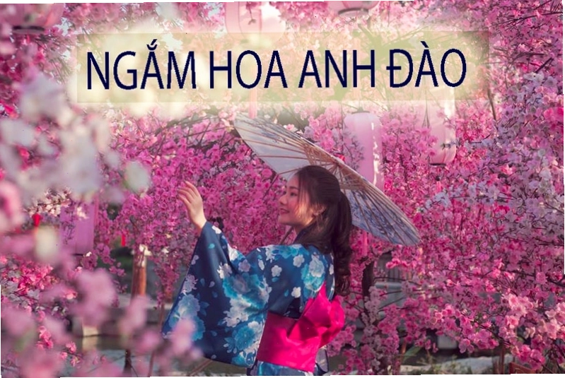Lễ hội ngắm hoa anh đào tại Hội An