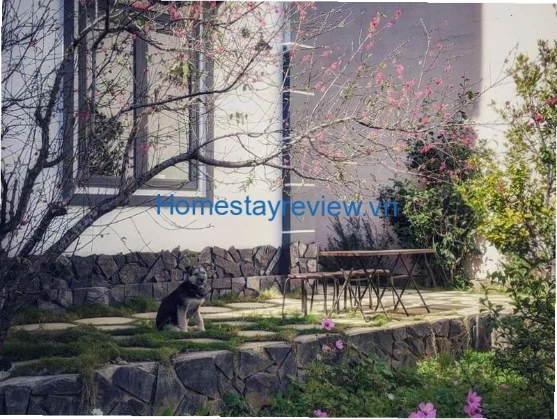 Lối đi nhỏ dẫn vào homestay giữa rừng thông