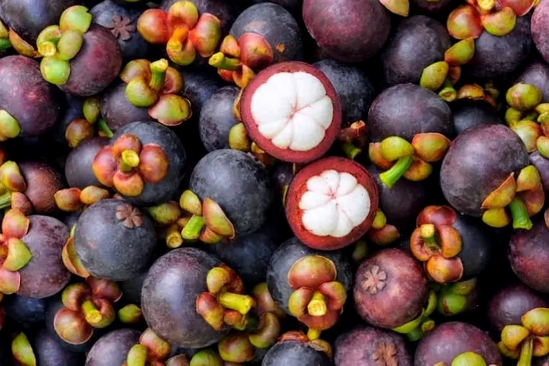 Măng cụt tươi ngon tại vườn Long Khánh