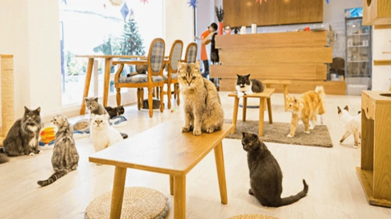 Méo Meo Cat Cafe: Thiên Đường Dành Cho Người Yêu Mèo Tại Sài Gòn Năm 2026