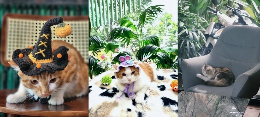 Mèo tại Meow Corner Cafe được chăm sóc kỹ lưỡng